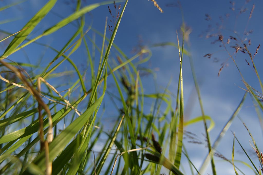 Looking up through some grass