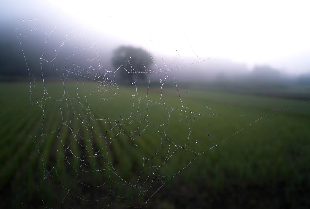 This is alt text on the image in the Media Library